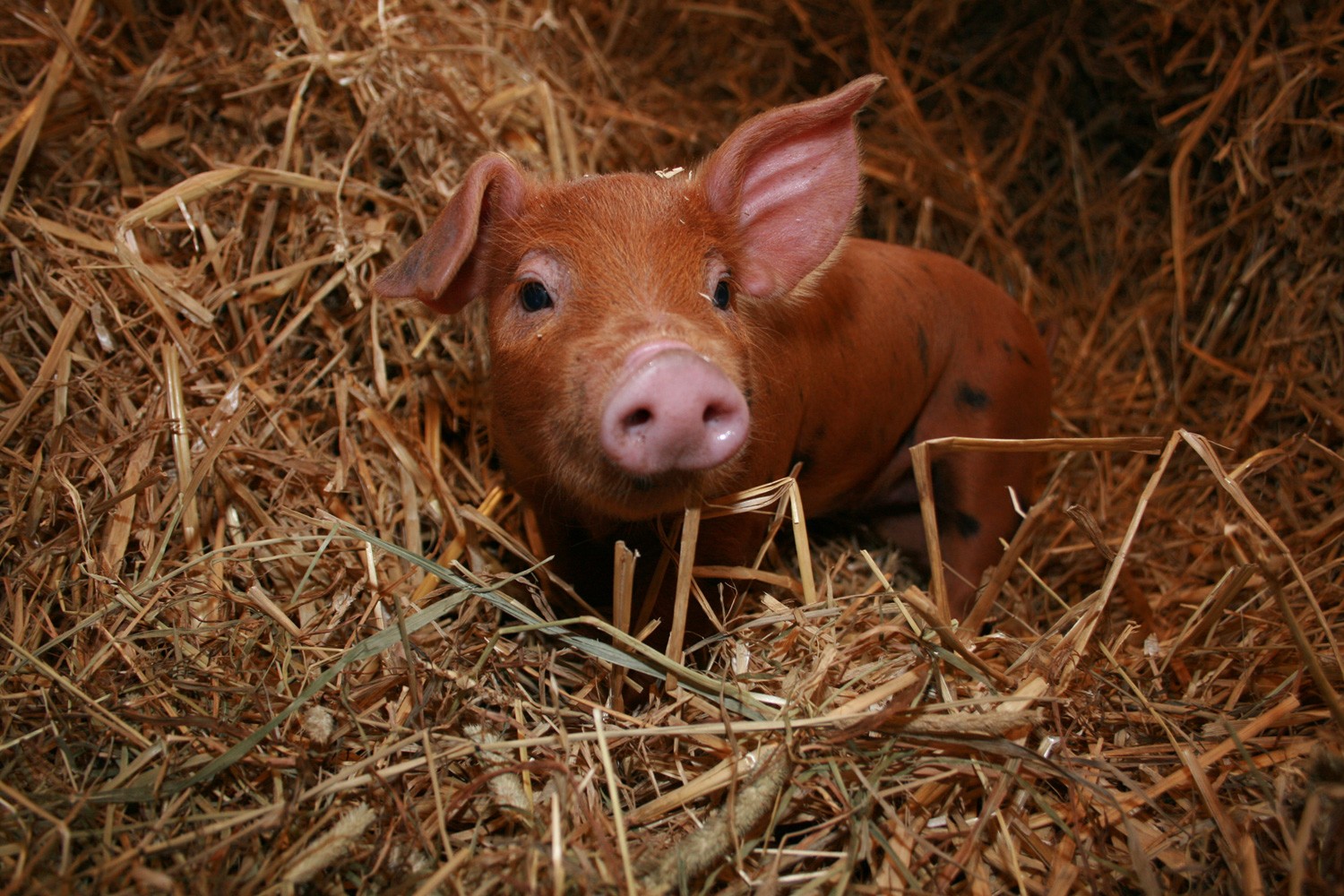 all-about-pigs-1.jpg