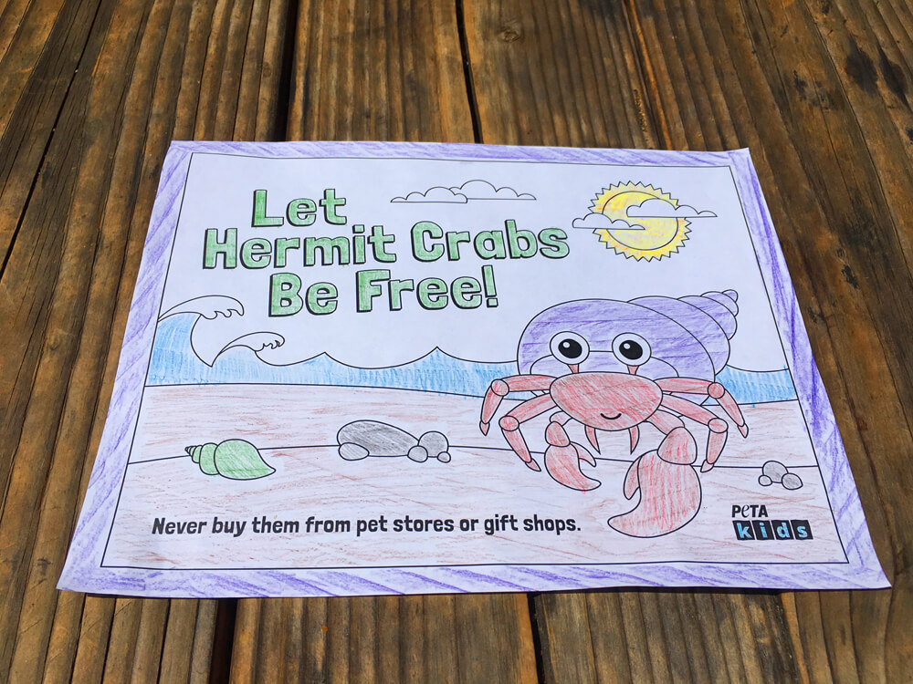 What are hermit crab facts for kids?