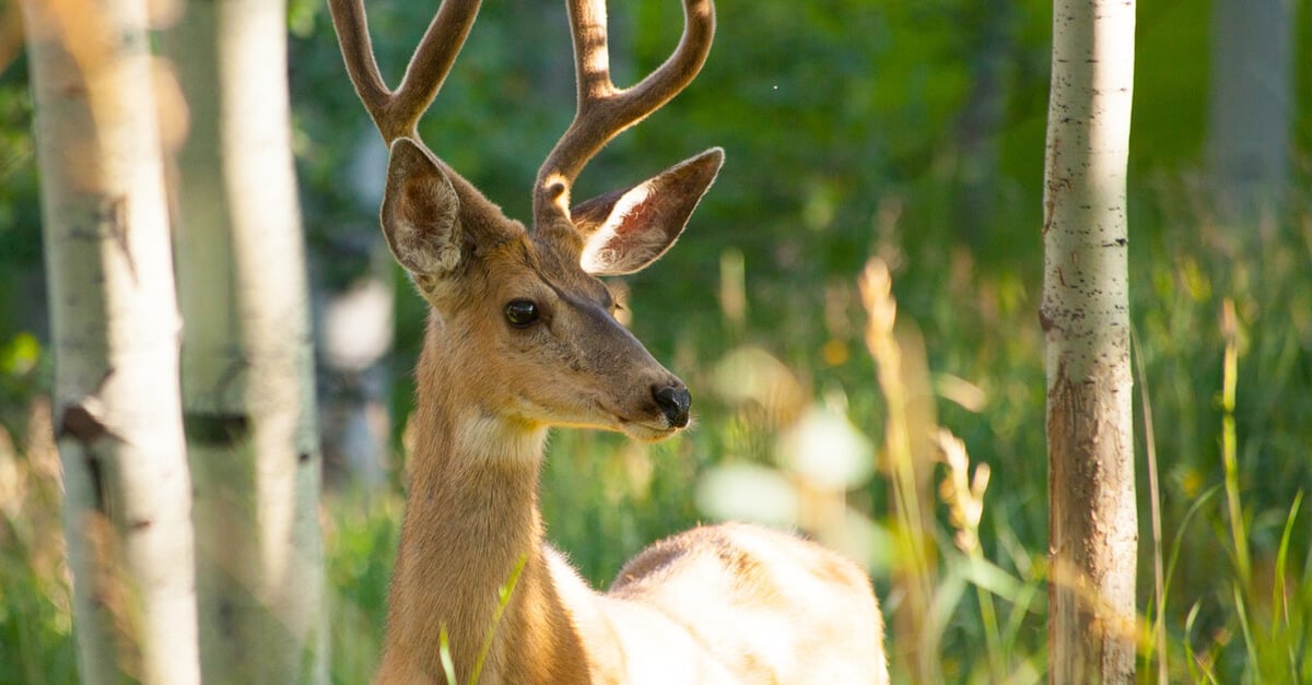 The Truth About Deer Shot by Hunters | PETA Kids
