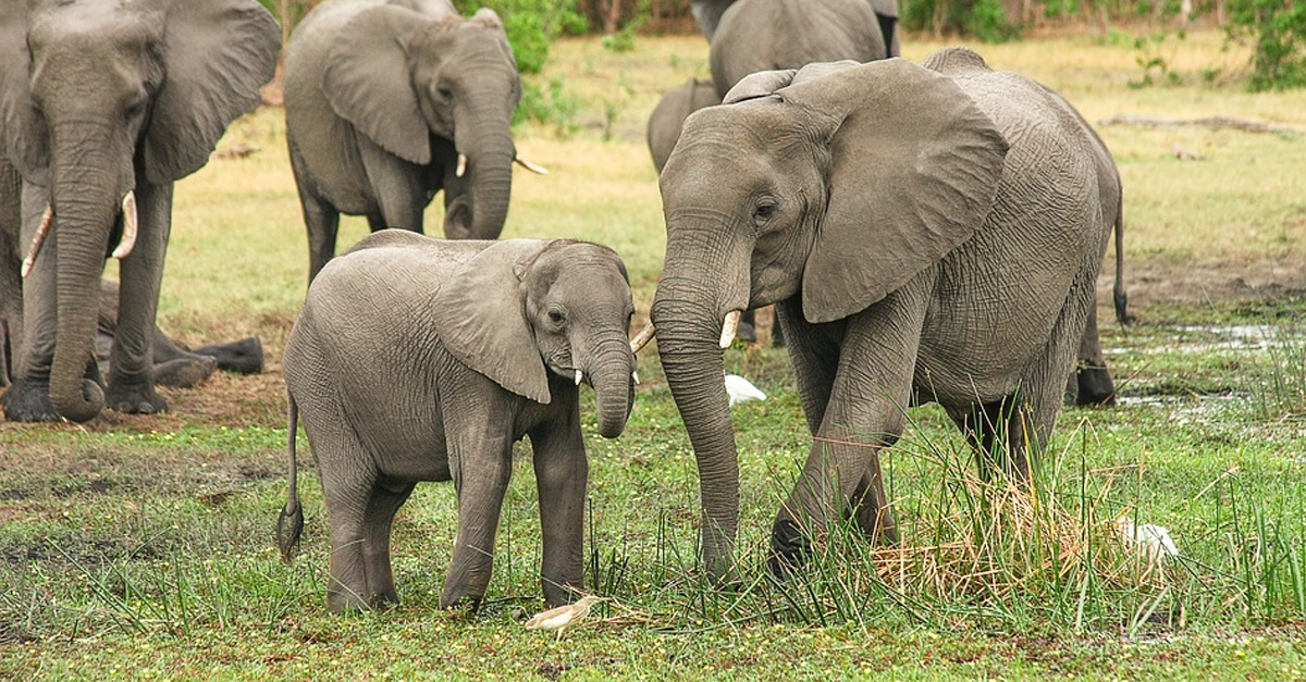 The Truth About Elephants Used for Entertainment Animals Used for