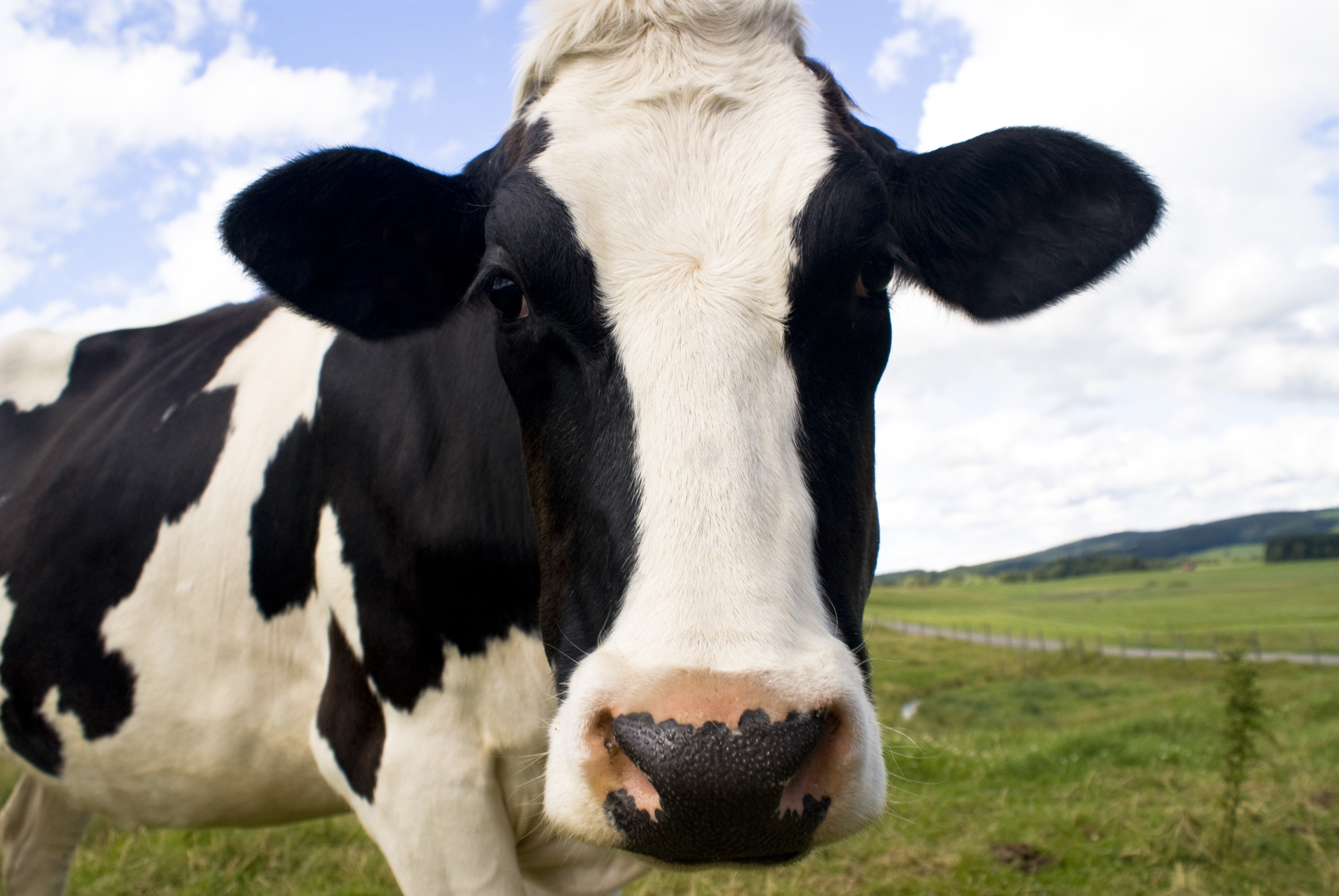 Black and White Cow in Pasture