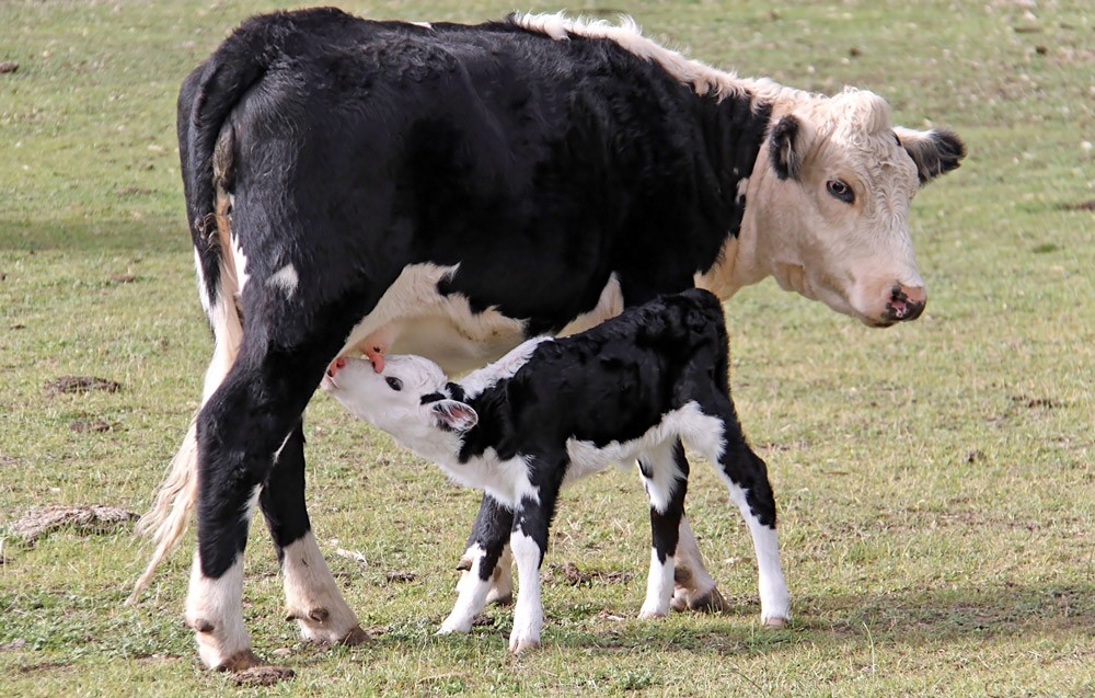 Mother and Baby Cow