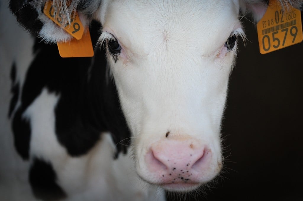 Close Up of Cow's Face 