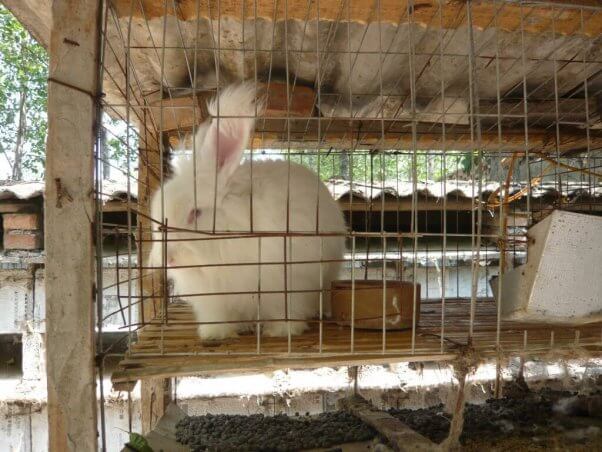 rabbits used for fur