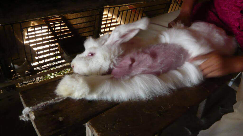 Rabbits used for fur