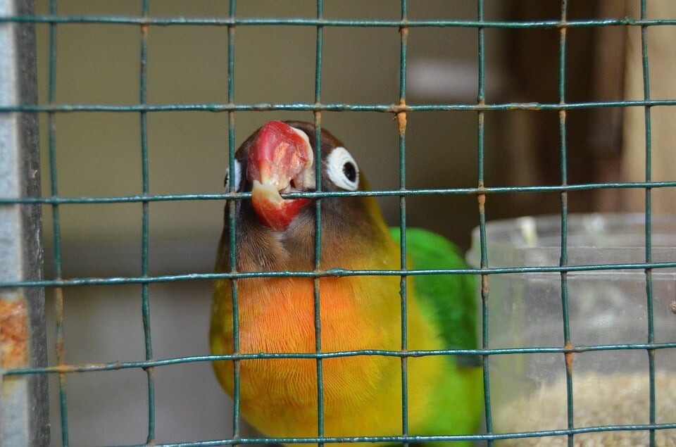 birds kept as 'pets'