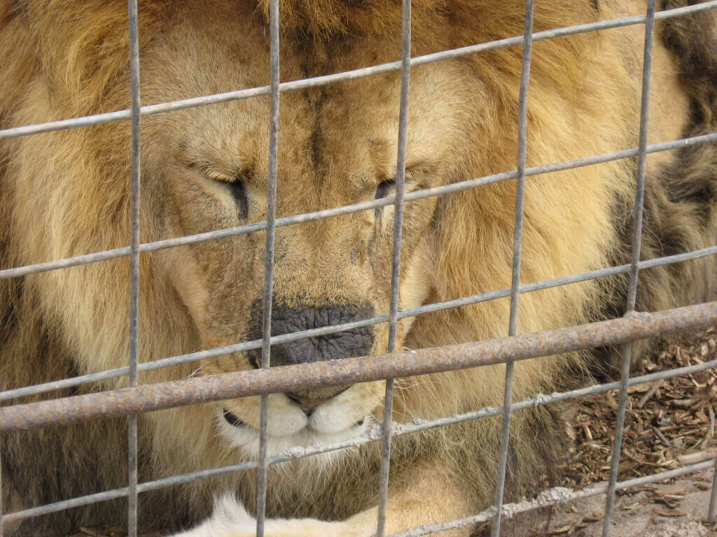 Lions used for entertainment