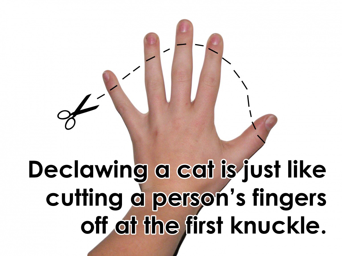 Cat Declawing