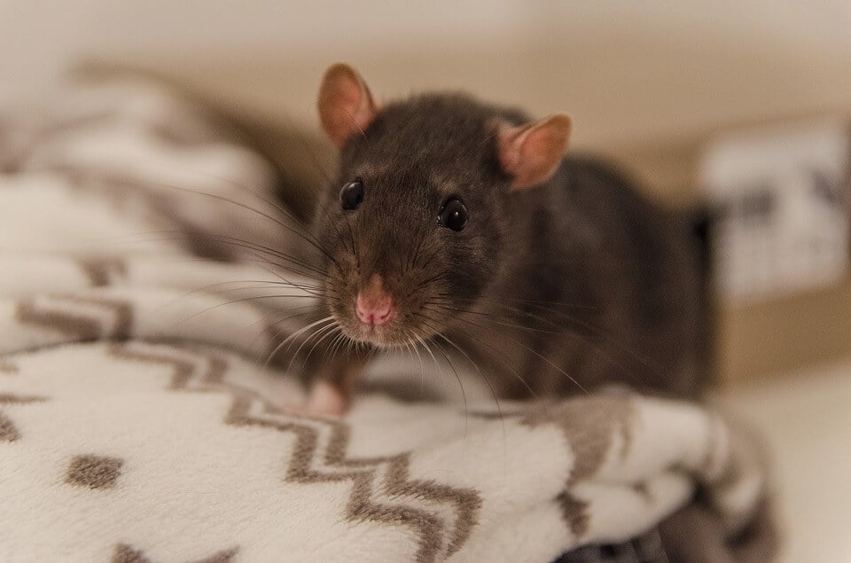 rat portrait