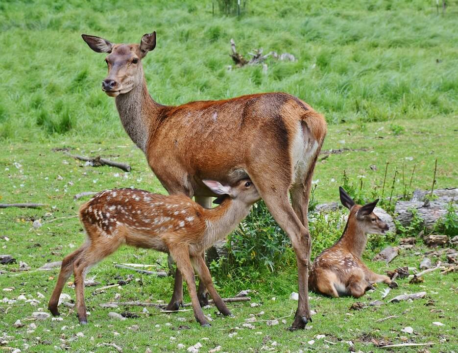 deer shot by hunters