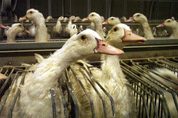 foie gras