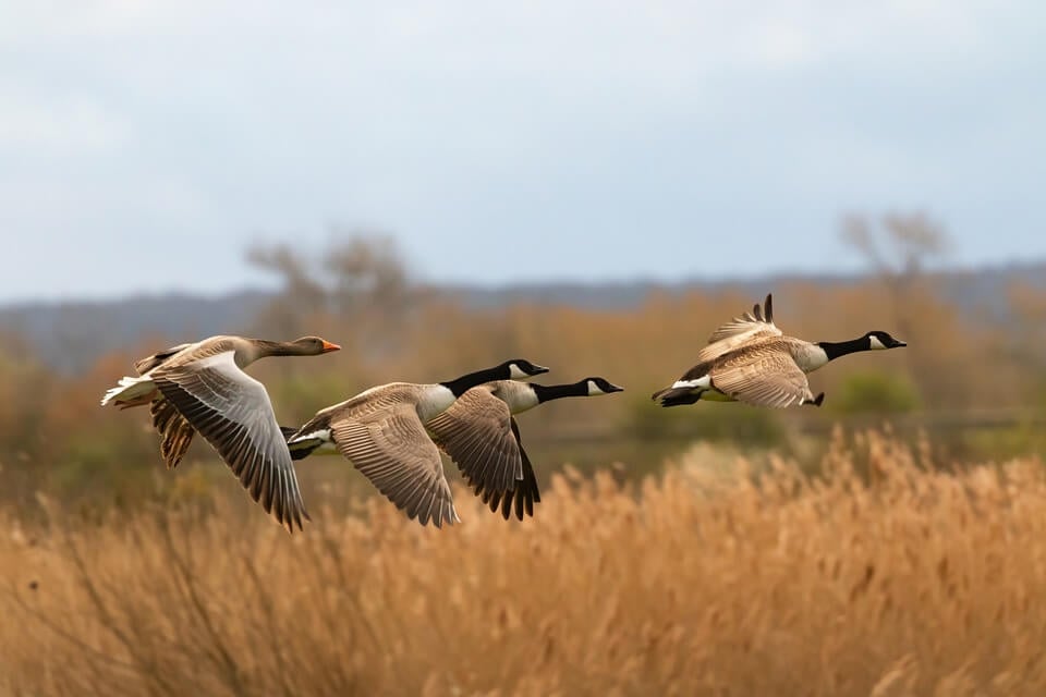 birds in nature