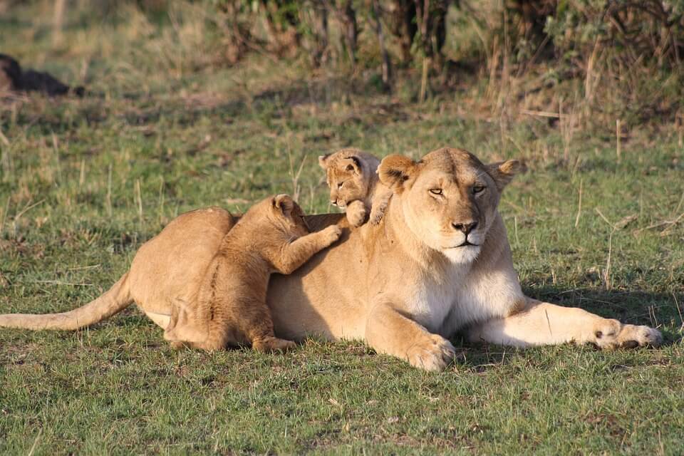 Lions used for entertainment