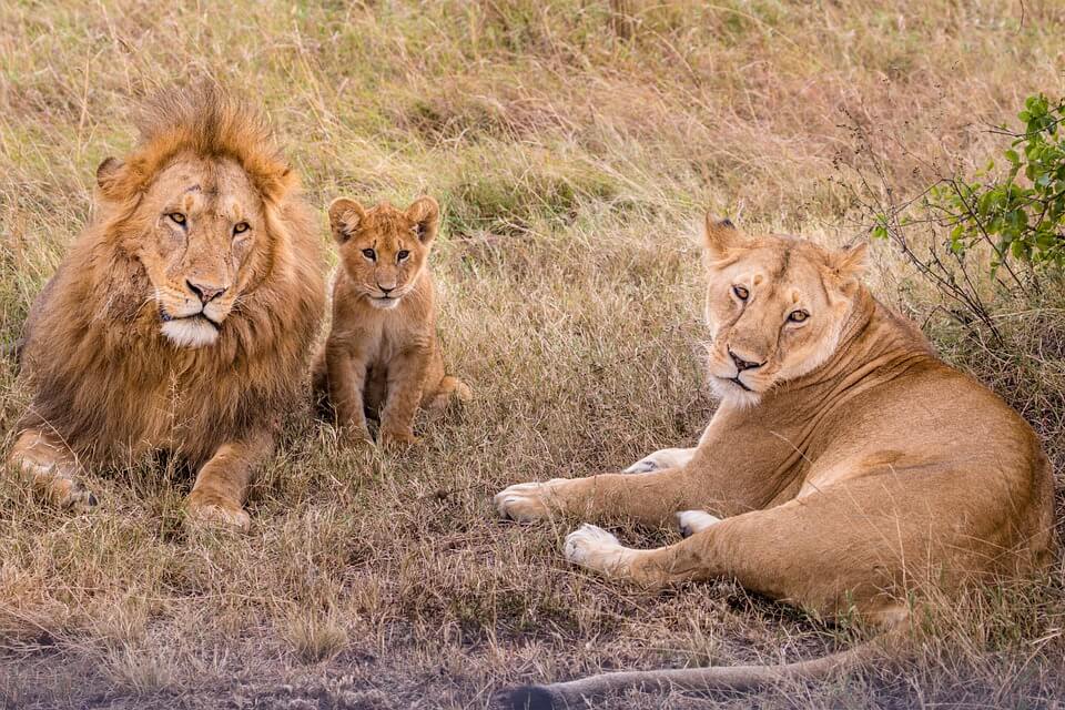 lions used for entertainment