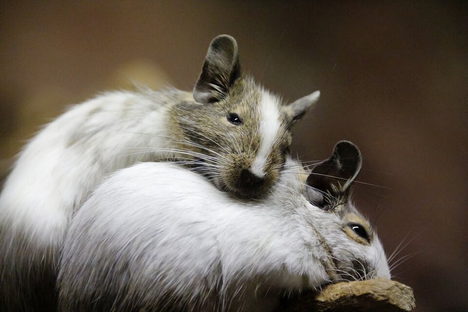 mice and rats used in experiments