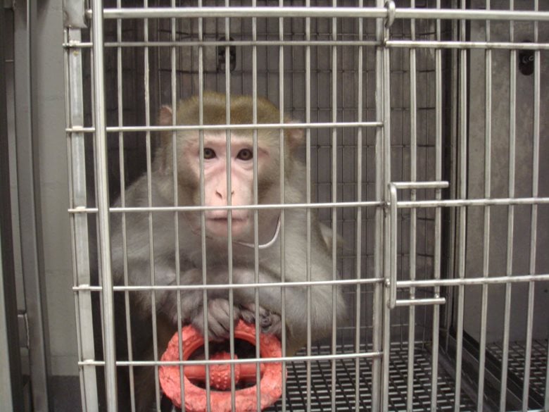 The Truth About Monkeys Used in Experiments | PETA Kids