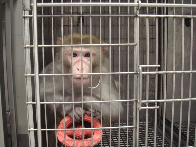 animal testing on monkeys