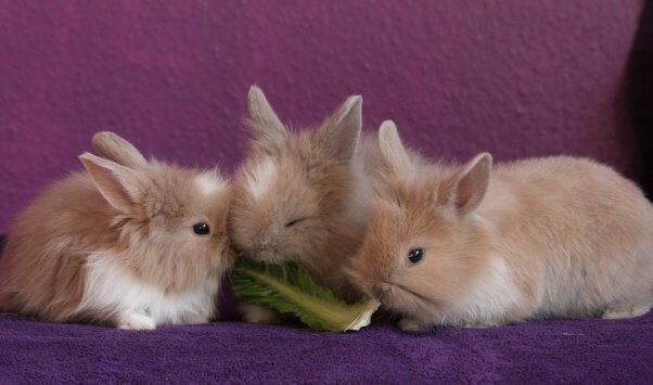 rabbits killed in experiments