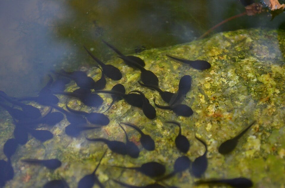 Frogs killed for dissection