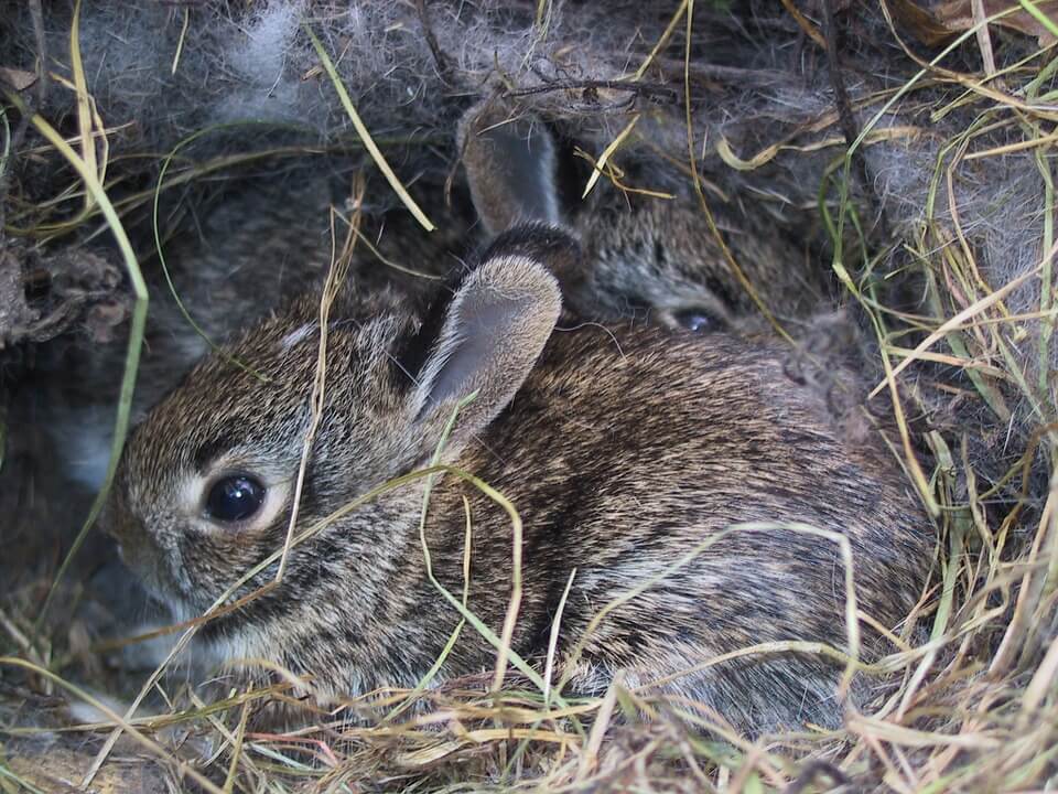 rabbits used for fur