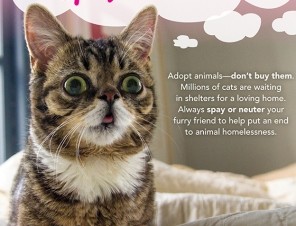 Lil Bub Wants You to Adopt