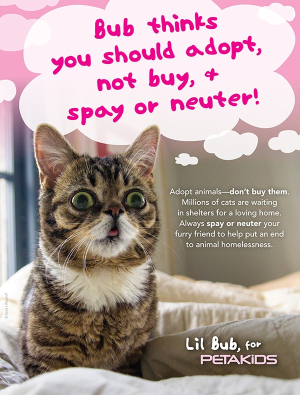 Lil Bub Adopt Don't Buy PSA