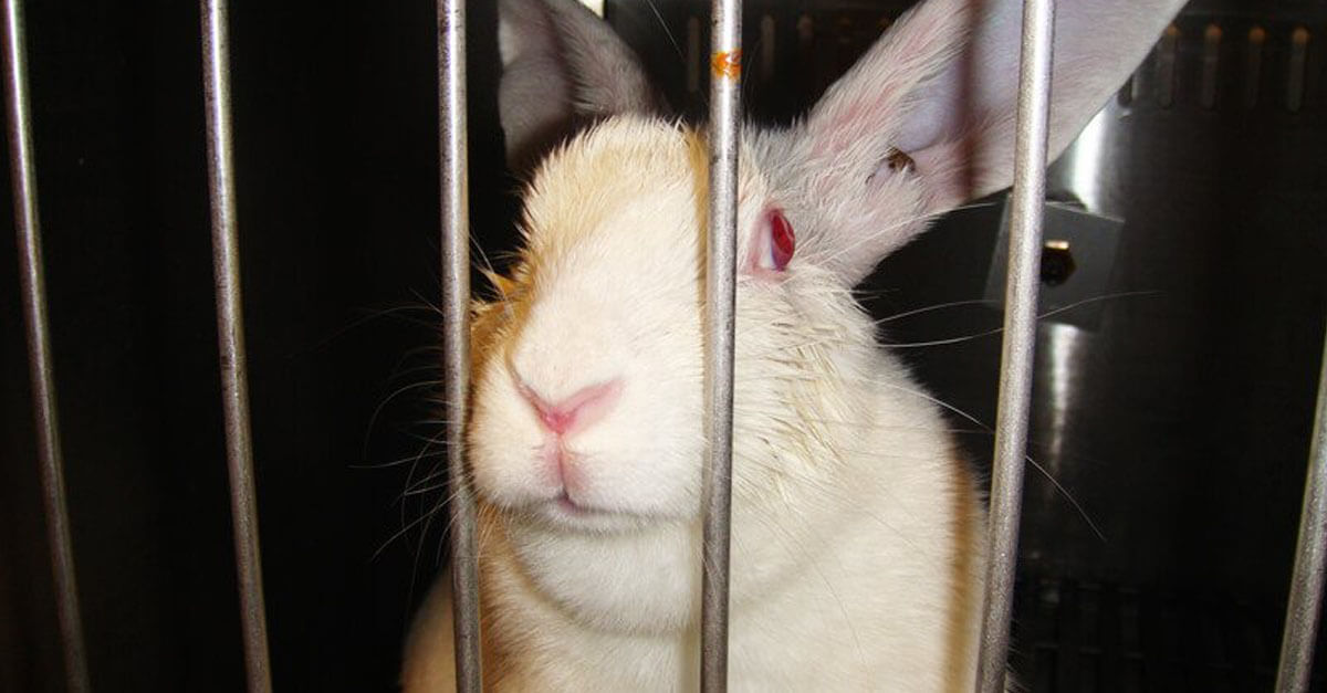 Heartbreaking: What Life Is Like for Rabbits in Laboratories ? | PETA Kids