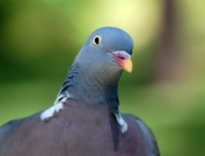 Cool Facts About Pigeons