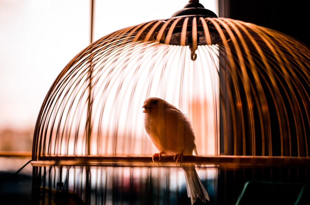 Image result for bird in cage,nari