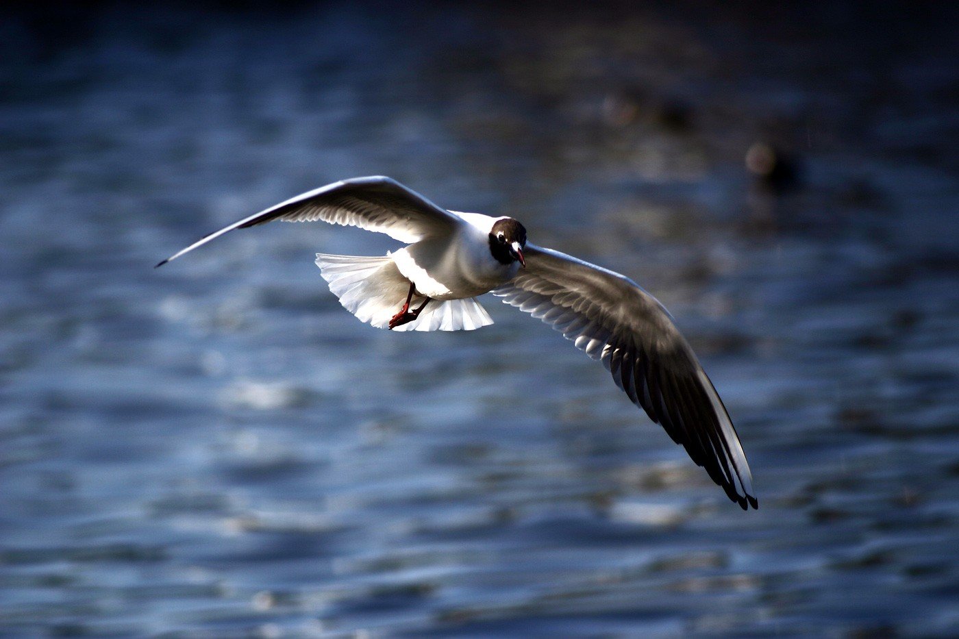 Bird Flying Over Water