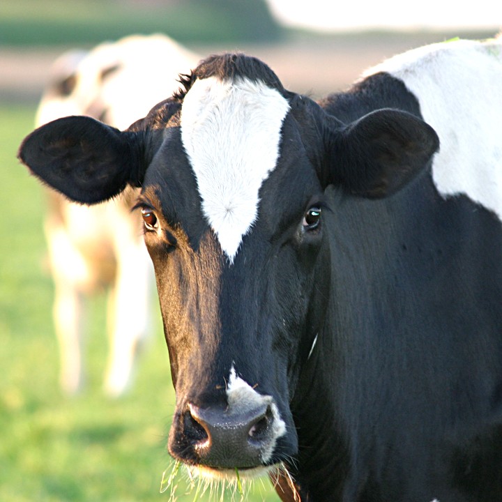 Close Up Black and White Cow Eating Grass