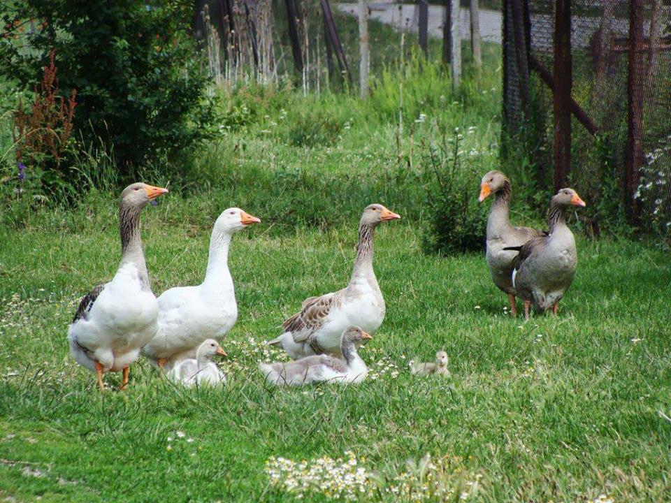 The Truth About Geese and Ducks Used for Down | PETA Kids