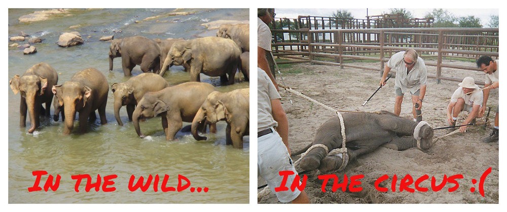 Animal abuse in circuses essay