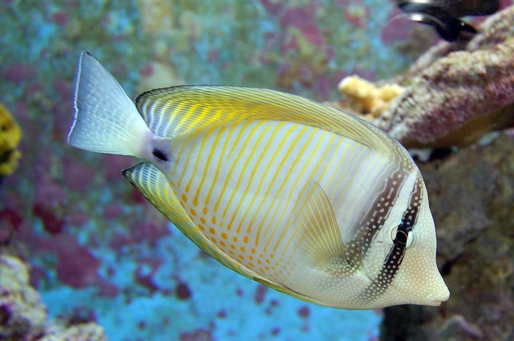 Pretty Yellow Fish Swimming in Water