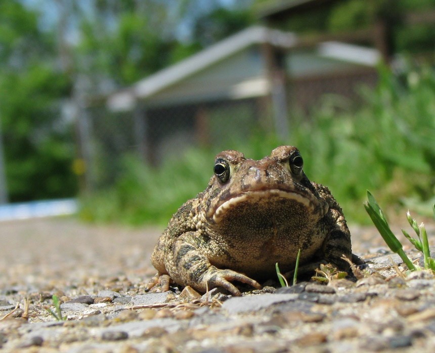 Close Up of Frog Outside