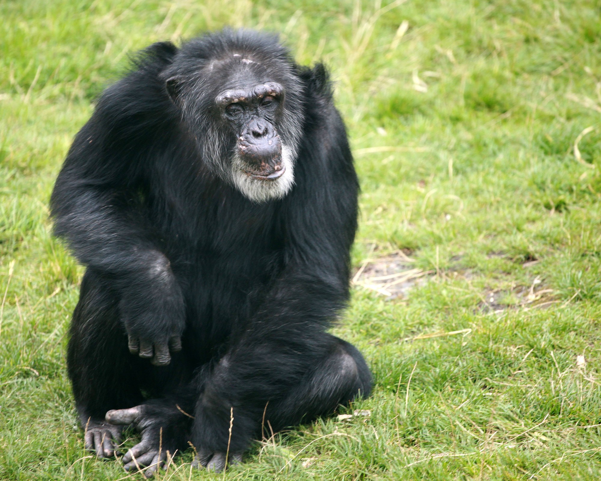 great apes used for entertainment