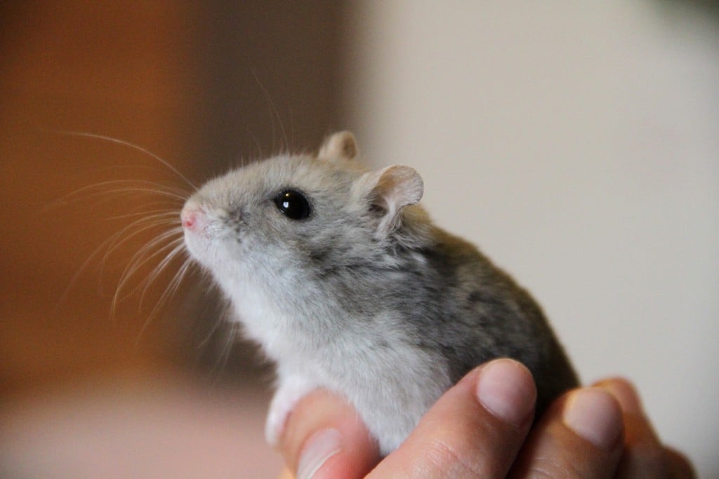 hamsters and gerbils sold as 'pets'