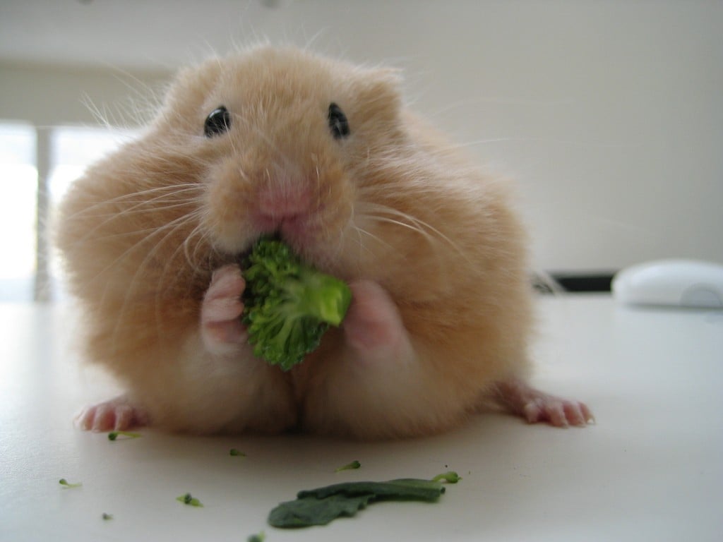 hamsters and gerbils sold as 'pets'