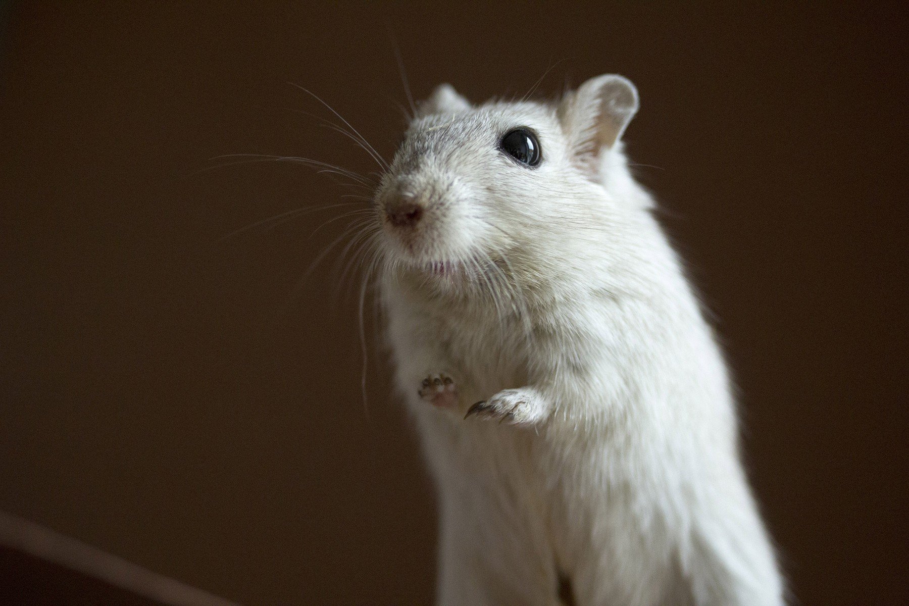 hamsters and gerbils sold as 'pets'