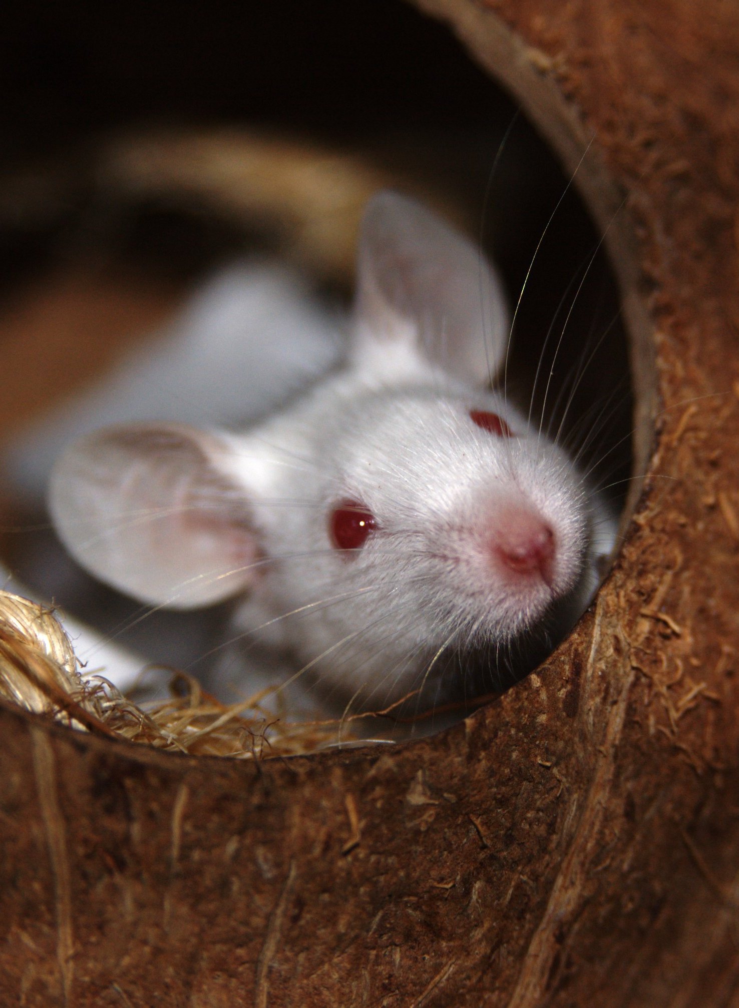 cute white mouse