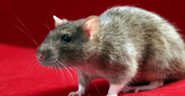 Cool Facts About Rats