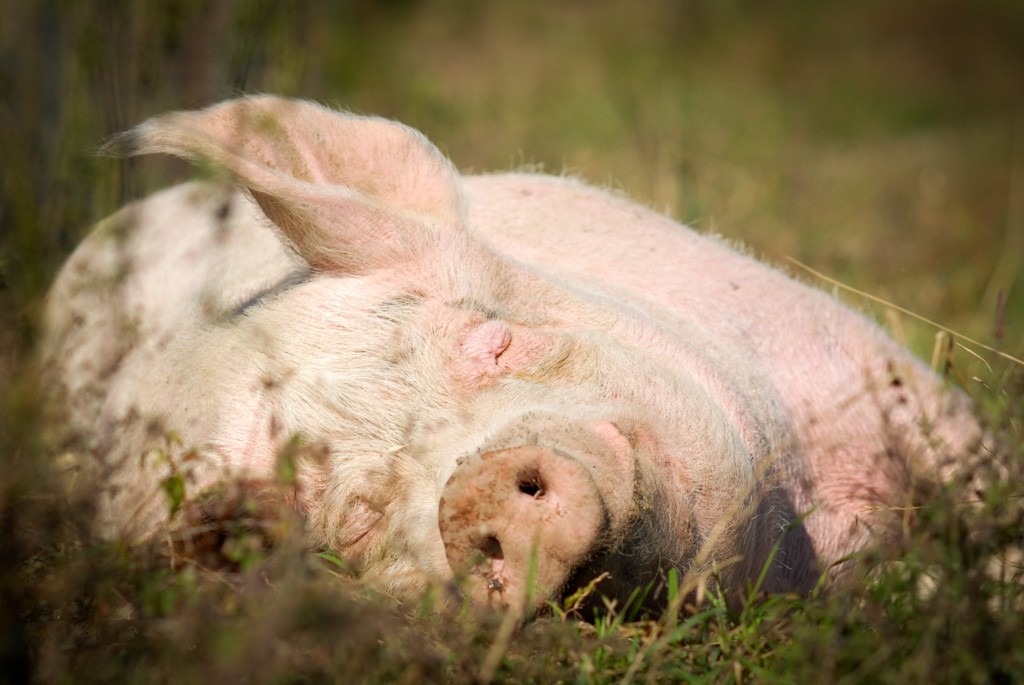 Happy Pink Pig Rolling in Grass