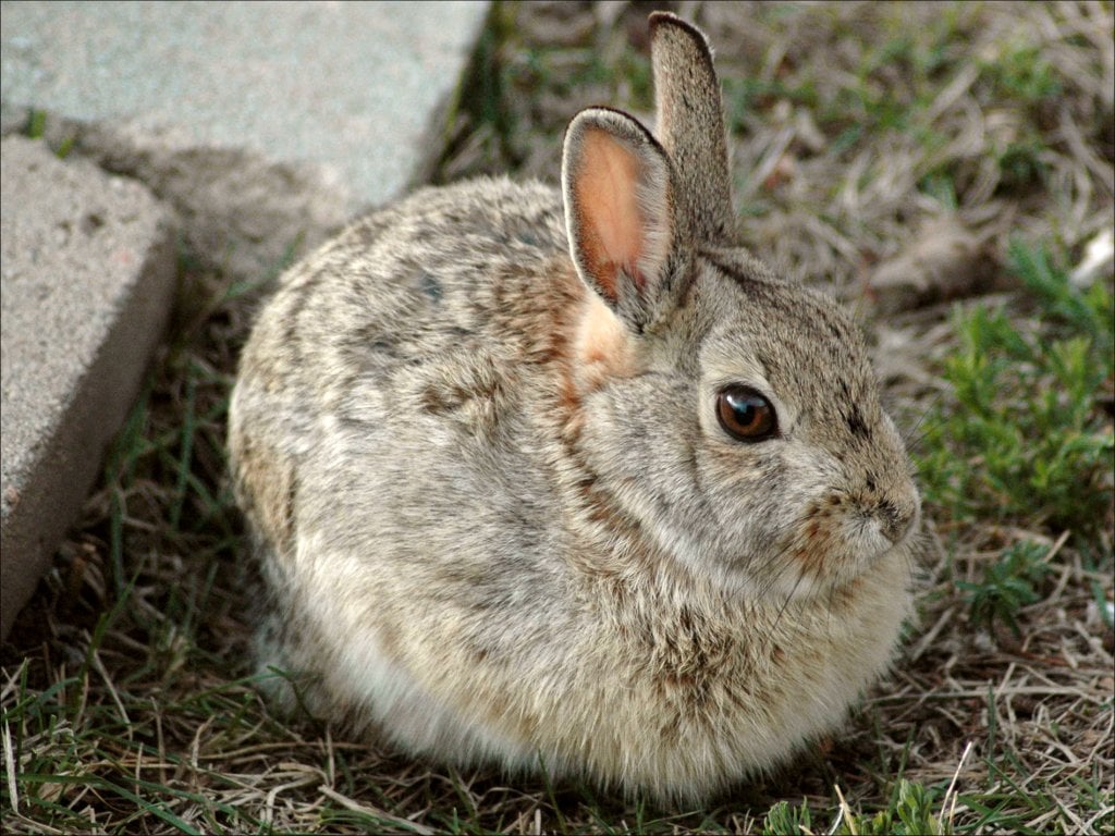 Gray Brown Rabbit