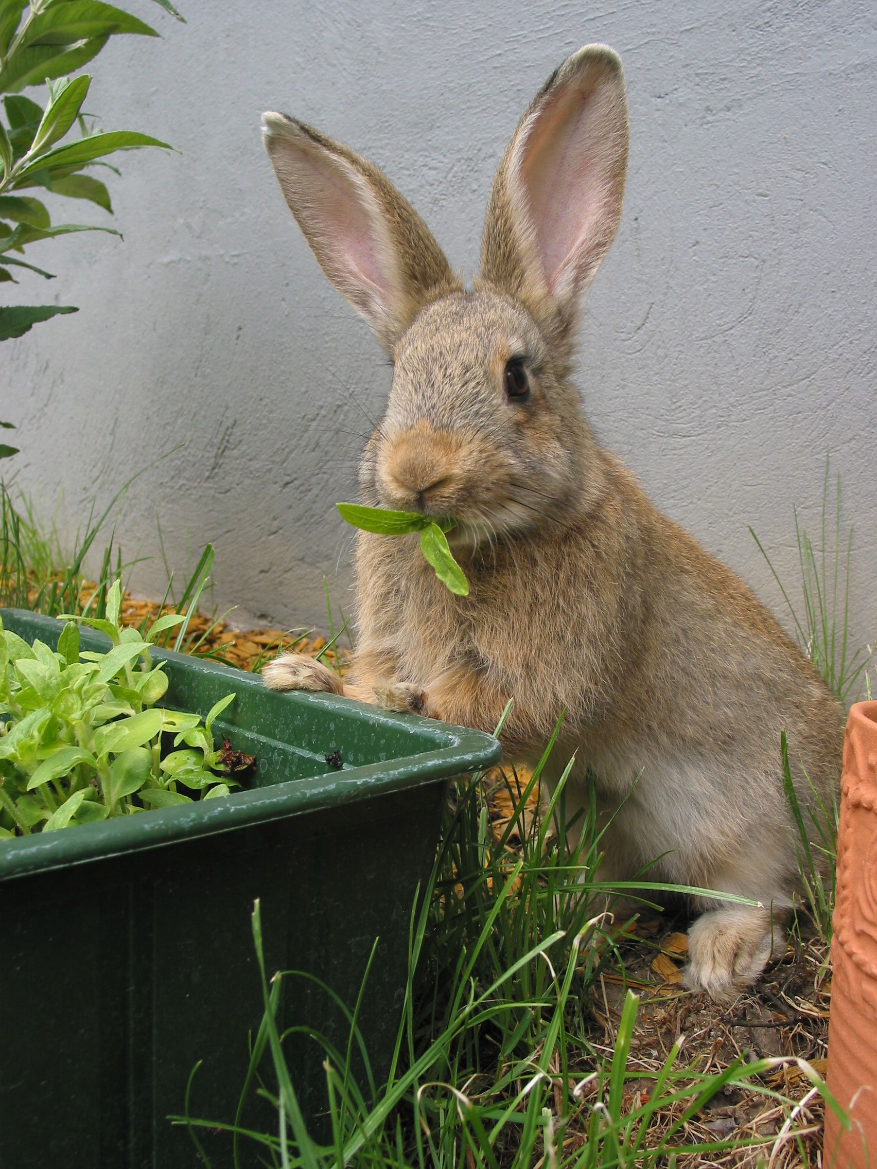 Rabbit Eating in Front of Wall