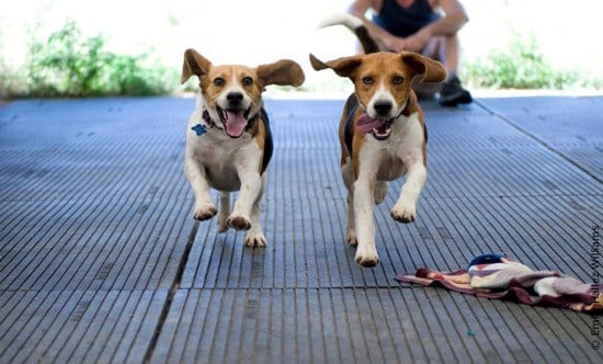Happy Beagles (Dogs) Running