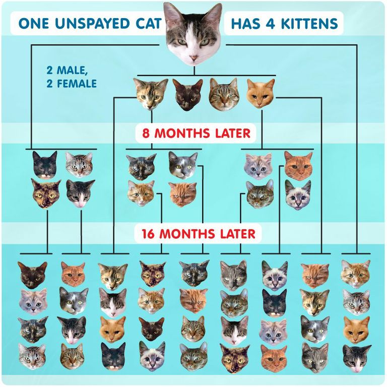 Unspayed Cat Reproduction Chart