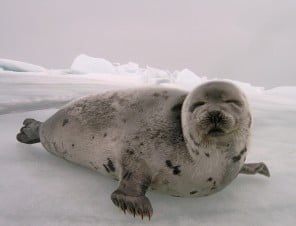 Research Topic: The Canadian Seal Slaughter