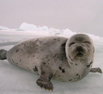 Research Topic: The Canadian Seal Slaughter