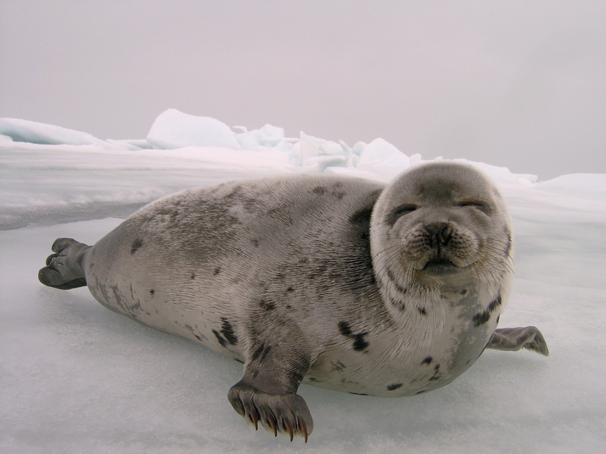 Canadian Seal