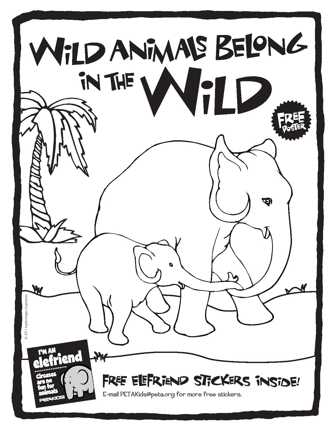 Circus Activity Book Wild Animals Belong in the Wild Cover